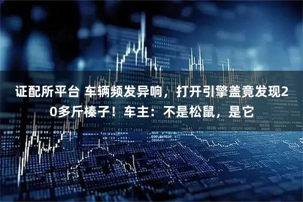 证配所平台 车辆频发异响，打开引擎盖竟发现20多斤榛子！车主：不是松鼠，是它